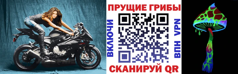 Галлюциногенные грибы Psilocybe  где продают наркотики  Новоалександровск 